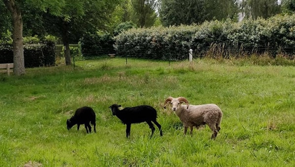 Au Trez-Hir, ce sont les moutons qui se chargent de la tonte des pelouses !