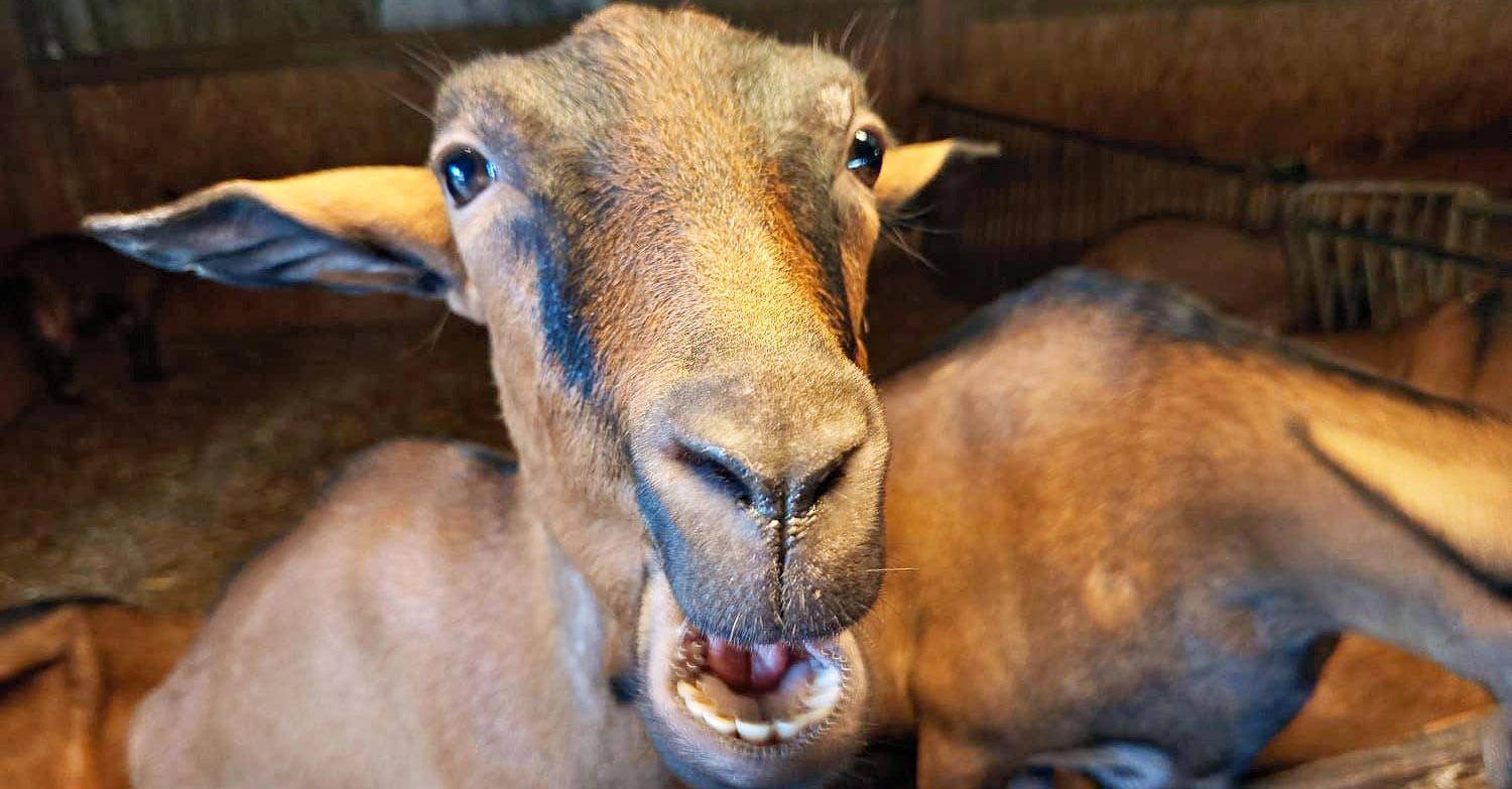 Bertheaume, Découverte des animaux marins (Été)