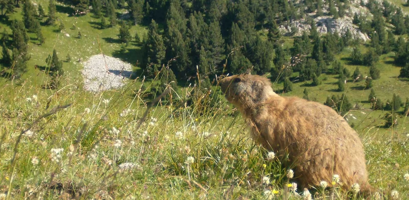 MÉAUDRE EN VERCORS – Résidence Les Chaberts